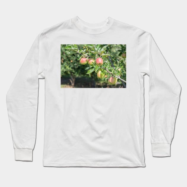 Okanagan Valley Apples and Summer Sunshine Long Sleeve T-Shirt by Amy-K-Mitchell